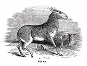 illustration of donkey
